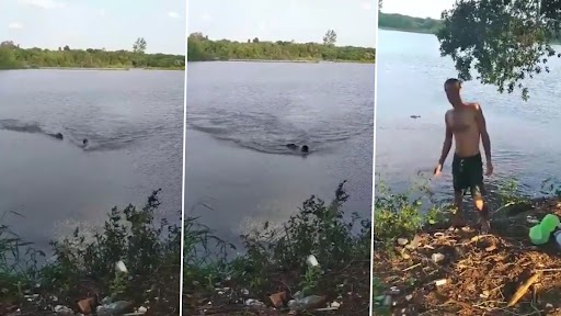 Viral Video: विशाल मगरमच्छ ने तैराक पर किया हमला, कांटी बांह, वीडियो देख डरे लोग