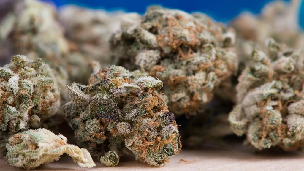 तमिलनाडु पुलिस ने कोयंबटूर में 'गांजा मुक्त गांव' पहल शुरू की