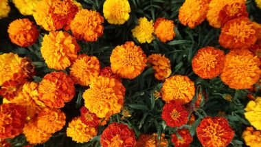 Jharkhand: नक्सली हिंसा के लिए बदनाम रहे खूंटी को नयी पहचान दे रही फूलों की खेती