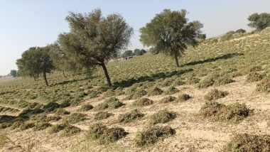Rajasthan Shocker: घर में सो रही लड़की को जबरन उठा ले गए दरिंदे, फिर खेत में किया गैंगरेप- भीलवाड़ा में दिव्यांग से दुष्कर्म