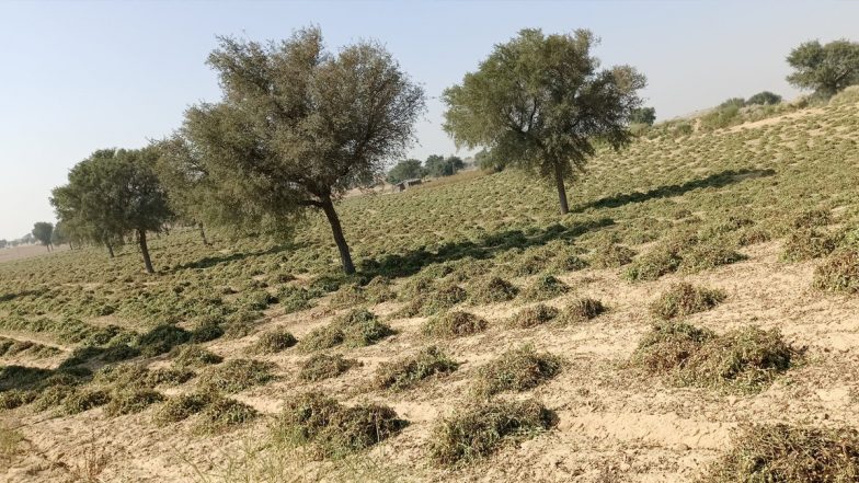 Rajasthan Shocker: घर में सो रही लड़की को जबरन उठा ले गए दरिंदे, फिर खेत में किया गैंगरेप- भीलवाड़ा में दिव्यांग से दुष्कर्म