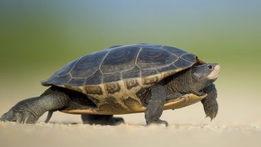 Turtle Smuggling: उत्तर प्रदेश में कछुओं की तस्करी के आरोप में 3 गिरफ्तार