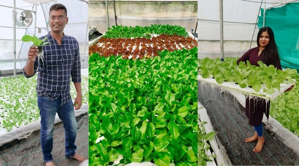 Hydroponic Farming 2021: बिना मिट्टी पानी में उगायें हरी ताजी सब्जियां? हर मौसम में लें फ्रेश सब्जी का आनंद! 