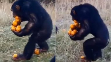 कहीं देखा है ऐसा लालची चिम्पैंजी? हाथों-पैरों और मुंह में फलों को दबाकर ले जा रहे इस जानवर का वीडियो हुआ वायरल (Watch Viral Video)