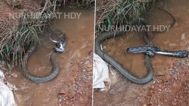 King Cobra vs Python: जब जहरीले किंग कोबरा और अजगर का हुआ आमना-सामना, वायरल वीडियो में देखें इस लड़ाई का अंजाम