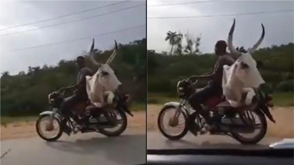 क्या आपने कभी गाय को बाइक की सवारी करते देखा है? वीडियो देख आपको नहीं होगा अपनी आंखों पर यकीन