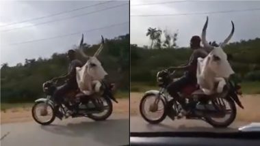 Cow Viral Video: क्या आपने कभी गाय को बाइक की सवारी करते देखा है? वीडियो देख आपको नहीं होगा अपनी आंखों पर यकीन