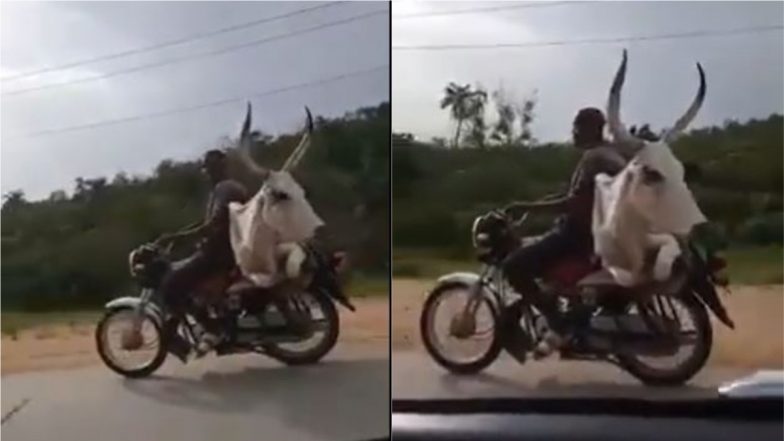 Cow Viral Video: क्या आपने कभी गाय को बाइक की सवारी करते देखा है? वीडियो देख आपको नहीं होगा अपनी आंखों पर यकीन