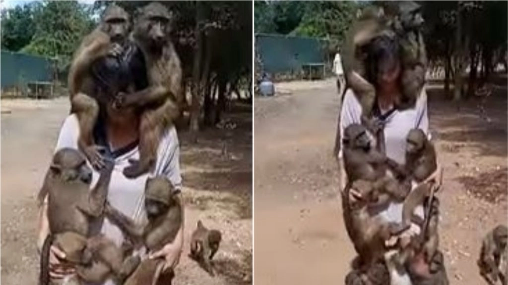 गजब! केयरटेकर की बॉडी से चिपके दिखे बारह बंदर, Viral Video देख आप भी हो जाएंगे हैरान