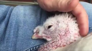 क्या आपने कभी मुर्गे को रोते हुए देखा है? वायरल हो रहे वीडियो को देख पिघल जाएगा आपका दिल (Watch Viral Video)