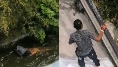 नकली समझकर असली मगरमच्छ के साथ पुल में जाकर सेल्फी लेने लगा शख्स, फिर जो हुआ… (Watch Viral Video)