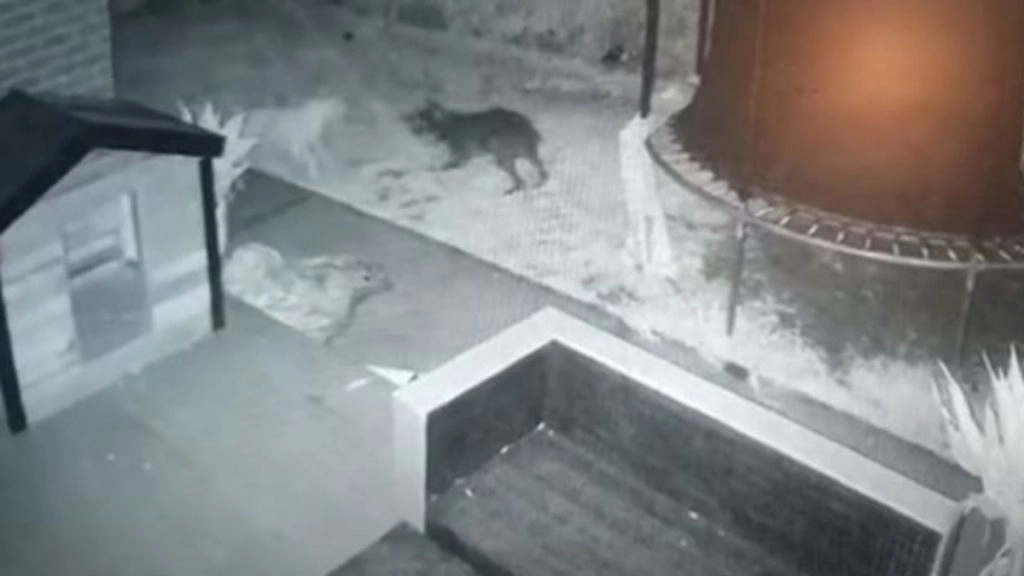 घर में लगे सीसीटीवी कैमरे में कैद हुई पारदर्शी कुत्ते की रहस्यमय आकृति, खौफनाक मंजर देख मकान मालिक के उड़े होश