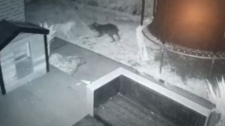 घर में लगे सीसीटीवी कैमरे में कैद हुई पारदर्शी कुत्ते की रहस्यमय आकृति, खौफनाक मंजर देख मकान मालिक के उड़े होश (Watch Viral Video)