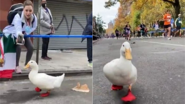 Duck Viral Video: न्यूयॉर्क सिटी में आयोजित मैराथन में बत्तख ने लिया हिस्सा, दौड़ लगाते डक का क्यूट वीडियो जीत लेगा आपका दिल