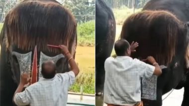 हाथी के बालों को कंघी से संवारता दिखा महावत, गजराज के गजब के हेयरस्टाइल को देख इंप्रेस हुए लोग (Watch Viral Video)