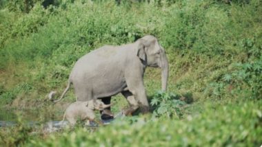 Viral Pic: जन्म के फौरन बाद नन्हे हाथी ने चलने के लिए बढ़ाया अपना पहला कदम, मां हथिनी के साथ वायरल हुई दिल जीत लेने वाली तस्वीर