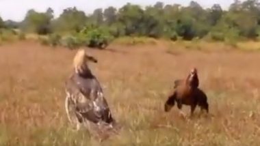 Viral Video: मुर्गी के चूजों पर बाज ने किया अटैक, शिकार करने आए शिकारी पक्षी को मां ने ऐसे सिखाया सबक