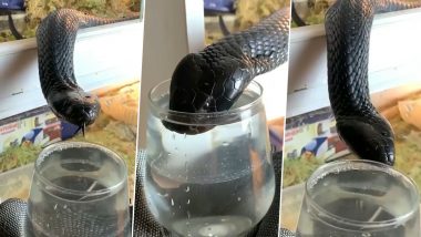 शख्स ने प्यासे ब्लैक किंग कोबरा को ग्लास से पिलाया पानी, Viral Video देख लोगों के उड़े होश