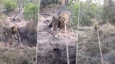 Viral Video: जंगल में सैर के दौरान शेर को सामने देख थमी पर्यटकों की सांसें, फिर जंगल के राजा ने सफारी जीप की रस्सी के साथ किया कुछ ऐसा…