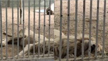 Viral Video: कुपोषित शेर! जंगल के राजा की हालत को देख भड़के लोग, कराची के चिड़िया घर से वायरल हुआ हैरान करने वाला वीडियो