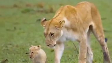 Viral Video: मां शेरनी के मार्गदर्शन में चलने की कोशिश करते दिखा नन्हा शेर, मनमोहक वीडियो हुआ वायरल