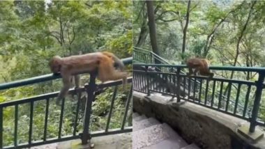 मस्तीखोर बंदर! स्लाइडिंग का लुत्फ उठाते Monkey का मजेदार Video हुआ Viral, जिसे देख आपको याद आ जाएंगे बचपन के वो सुनहरे दिन