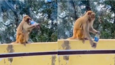 बंदर को लगा कोल्ड ड्रिंक पीने का चस्का, बोतल से एक घूंट पीते ही हुआ ऐसा हाल... Viral Video देख हंसते-हंसते हो जाएंगे लोटपोट