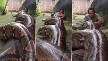 Giant Python: जमीन पर लेटे हुए शख्स का दो विशालकाय अजगर से हो गया सामना, फिर जो हुआ… Viral Video देख छूट जाएंगे पसीने