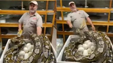 मादा अजगर के अंडों को शख्स ने की छूने की गलती, Viral Video में देखें विशालकाय सांप ने कैसे सिखाया सबक