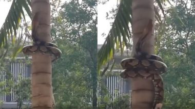 Python Viral Video: पेड़ पर चढ़ने के लिए विशालकाय अजगर ने आजमाई गजब की तकनीक, वायरल वीडियो देख बन जाएगा दिन