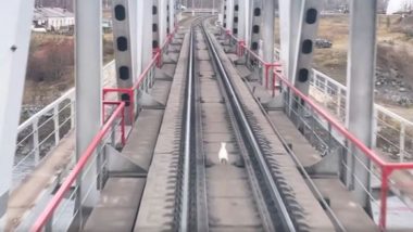 Viral Video: तेज रफ्तार ट्रेन को आते देख खरगोश ने जान बचाने के लिए ट्रैक पर लगाई दौड़, फिर जो हुआ... वायरल वीडियो देख दंग रह जाएंगे आप