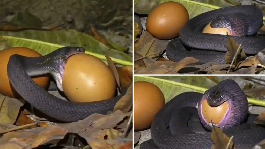 सांप ने कुछ इस तरह से निगला मुर्गी का अंडा, हैरान करने वाला वीडियो हुआ सोशल मीडिया पर वायरल