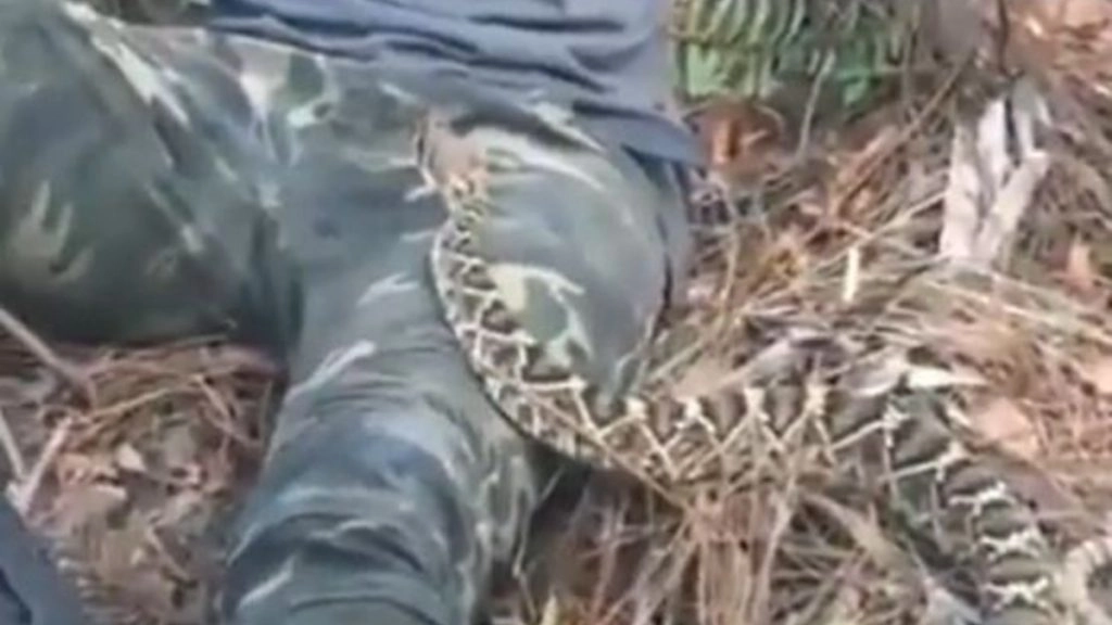 शख्स की गोद में आकर बैठा गया खतरनाक सांप, Viral Video में देखें कैसे उसने नागराज को चकमा देकर बचाई अपनी जान