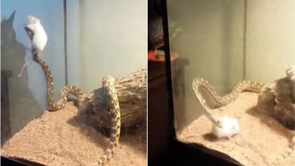 छोटे चूहे का खतरनाक सांप से जब हुआ सामना, नागराज ने अटैक करने के बजाय उसके साथ किया कुछ ऐसा (Watch Viral Video)