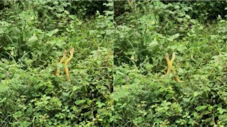 Snake Dance Viral Video: हरे-भरे जंगल के बीच मस्ती में झूमते दिखे दो सांप, नागों के रोमांस का वीडियो हुआ वायरल
