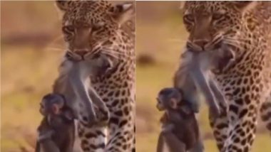 चीते ने बेरहमी से बंदरिया को उतारा मौत के घाट, मां के मरने के बाद भी उसके शरीर से लिपटा रहा बच्चा (Watch Viral Video)