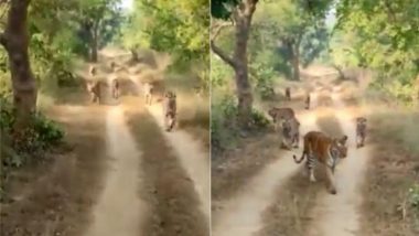 महाराष्ट्र: जंगल की कच्ची सड़क पर सैर करता दिखा 6 बाघों का झुंड, Viral Video में दिखा अद्भुत नजारा