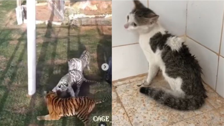 जब एक नन्ही बिल्ली पर टूट पड़े तीन खूंखार बाघ,  फिर जो हुआ… Viral Video देख हैरान हो जाएंगे आप