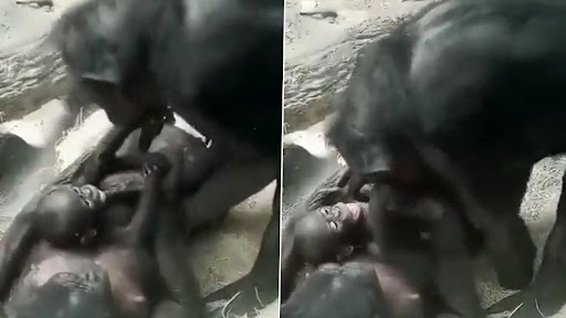चिंपैंजी जोड़े का अपने बच्चे के साथ खेलते हुए क्लिप वायरल, क्यूट फैमिली वीडियो देख हो जाएंगे इमोशनल