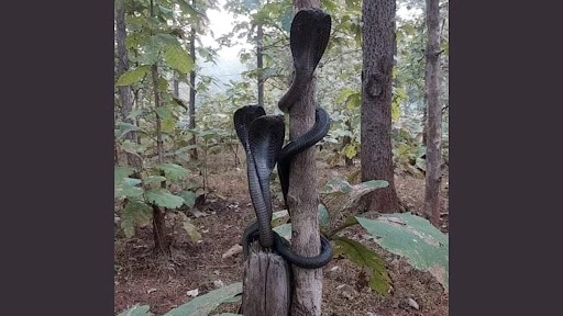 IFS ऑफिसर सुशांत नंदा ने पेड़ से लिपटे और फन फैलाए 3 किंग कोबरा की तस्वीर की शेयर, फोटो देख हो जाएंगे हैरान