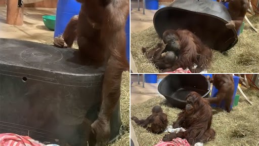 Viral Video: चिम्पैंजी के बच्चों का उनकी आंटी के साथ खेलने हुए वीडियो वायरल, क्यूट वीडियो देख बन जाएगा दिन