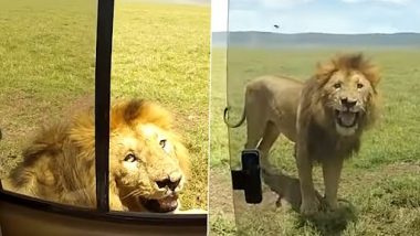 Viral Video: शेर की तस्वीर लेने के लिए शख्स ने खोला गाड़ी का शीशा उसके बाद जो हुआ...देखें वीडियो