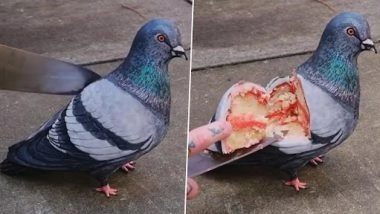 Pigeon Cake: जब तक आप यह वीडियो नहीं देखेंगे तब तक आपको विश्वास नहीं होगा कि यह कबूतर वास्तव में एक केक है, (Watch Video)