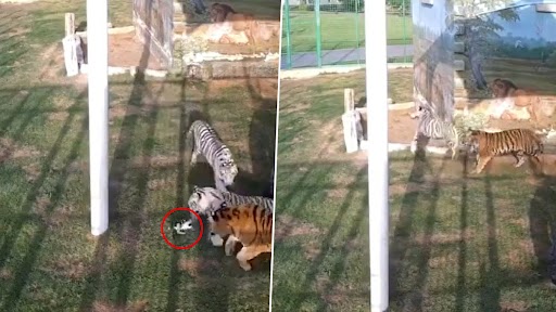 Viral Video: नन्हा बिल्ली का बच्चा गलती से घुस गया दुबई की राजकुमारी के बाघ के बाड़े में, उसके बाद जो हुआ...देखें वीडियो