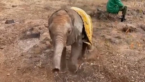 इस लकवाग्रस्त अनाथ बेबी हाथी की कहानी जानकर हो जाएंगे इमोशनल, देखें प्रेरणादायक वीडियो