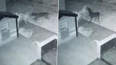 Ghost Video: शख्स ने अपने पेट डॉग को घोस्ट डॉग के साथ खेलते हुए देखा, पूरी घटना हुई कैमरे में कैद, वीडियो देख पैरों तले खिसक जाएगी जमीन
