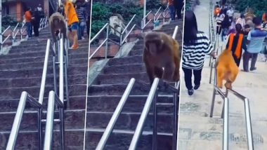 Monkey Video: सीढ़ियों से जल्दी उतरने के लिए स्मार्ट बंदर ने किया गजब का जुगाड़, वीडियो देख नेटीजंस हुए लोटपोट