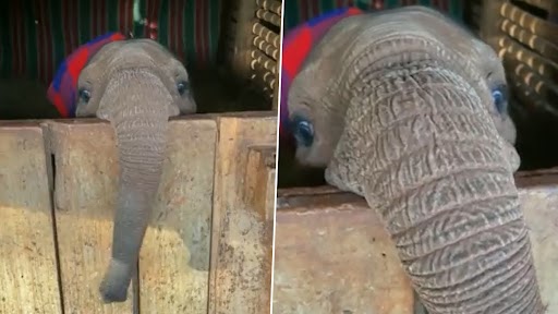 Baby Elephant Playing Peekaboo: लुका छुपी खेलते हुए बेबी एलीफैंट का क्लिप वायरल, क्यूट वीडियो देख बन जाएगा दिन