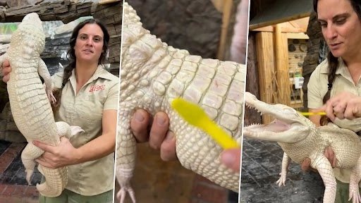 क्या आपने कभी किसी मगरमच्छ को 'मुस्कुराते हुए' देखा है? मिलिए Coconut से जो साफ सफाई का आनंद ले रहा है, देखें वीडियो