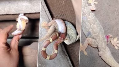 Snake-Lizard Fight: सांप और छिपकली में हुई जबरदस्त लड़ाई, देखें कौन हारा कौन जीता